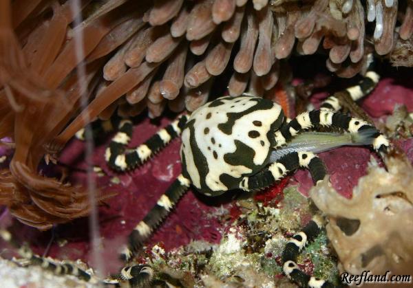 ophiuroid_feeding-med.jpg