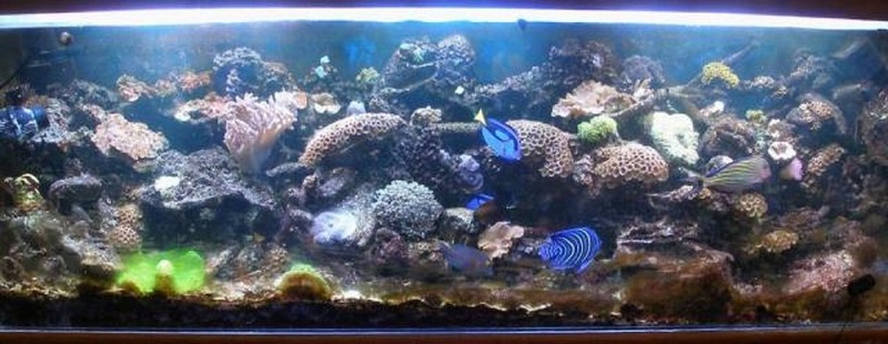 Daves135gallonReefTankMHa1442857724.jpg