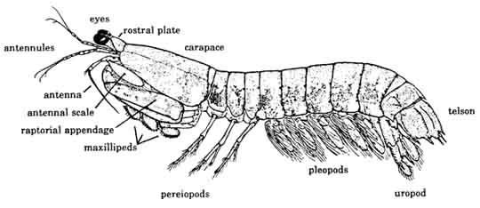 labeledpod.jpg