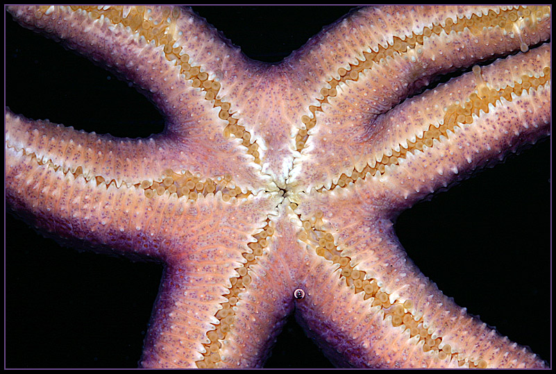 679_star.jpg