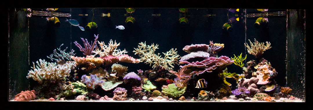 Nov-'10-Reeftank.jpg