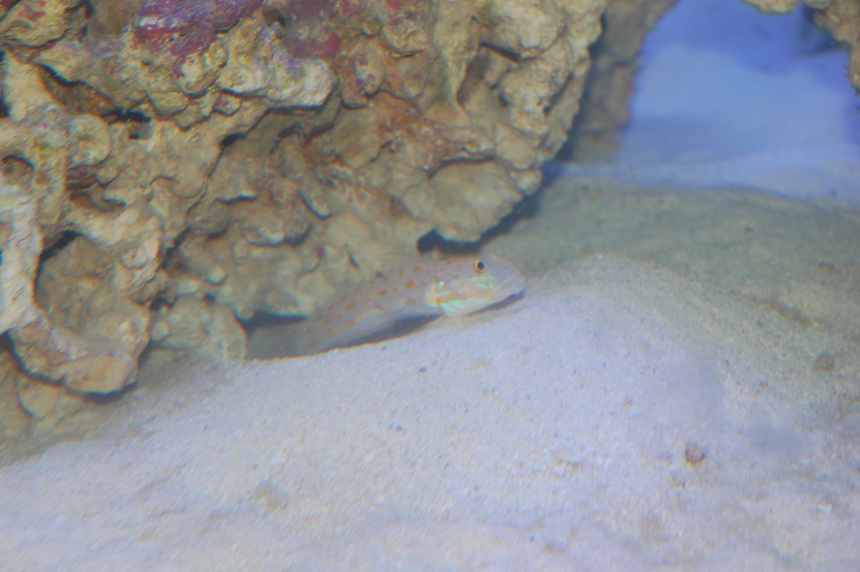 goby1.jpg