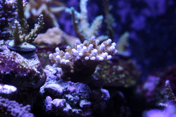 fish40d-020.jpg