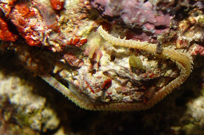 DSC04476_bristleworm-vi.jpg