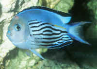 Genicanthus_watanabeiAQM.jpg