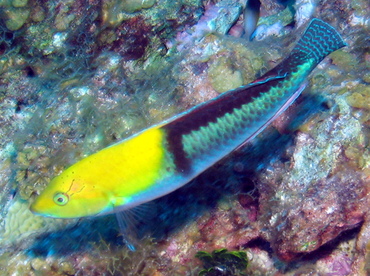 yellowheadwrasse3.jpg