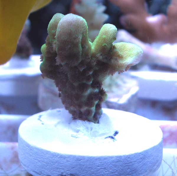 SPONGODES.jpg