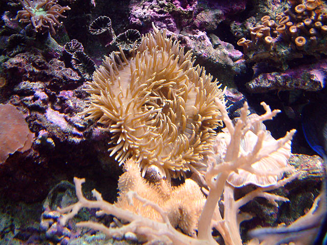 chuck_200g_anemone.jpg