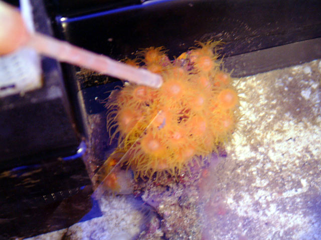 suncoral_feeding2.jpg