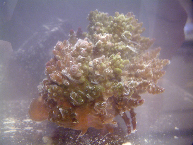 coral_dipped.jpg