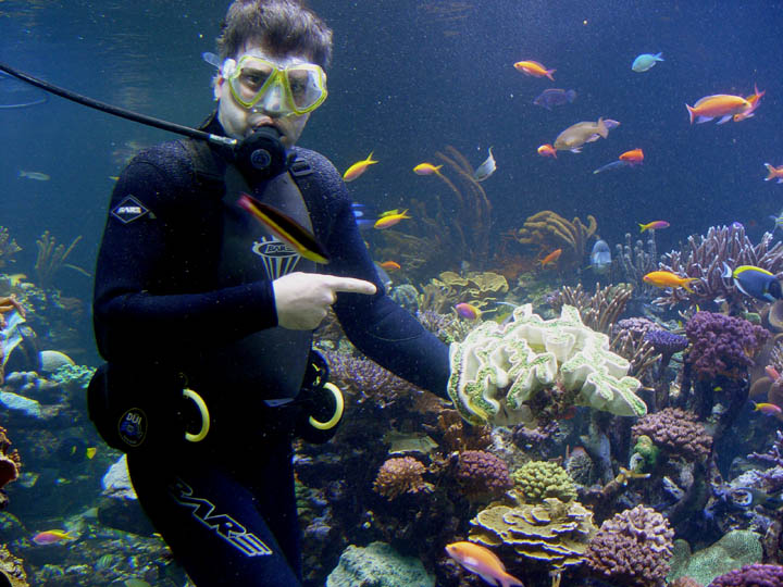 Euphyllia_in_tank.jpg