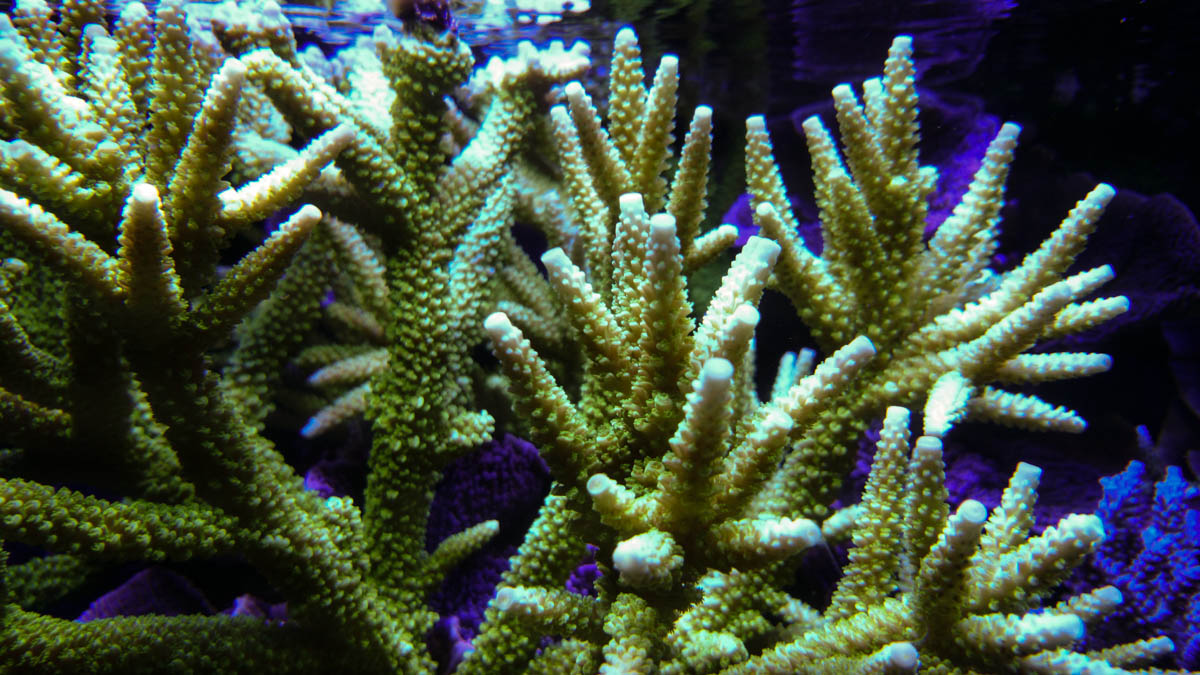 DSC_0042.jpg