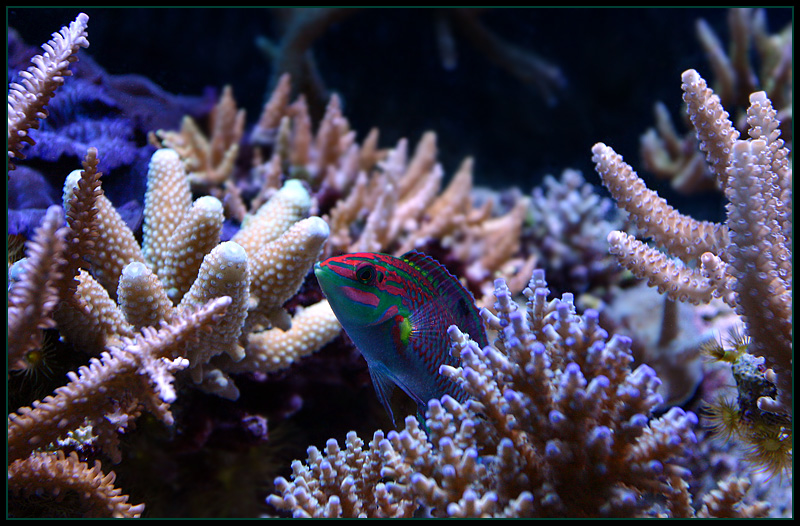 721_wrasse.jpg