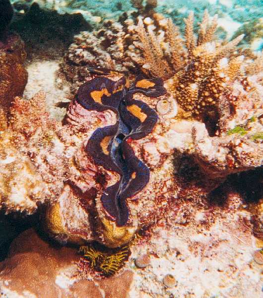 TridacnaCroceaPerhaps.jpg