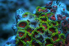 2964751354_4f52fcf816_m.jpg