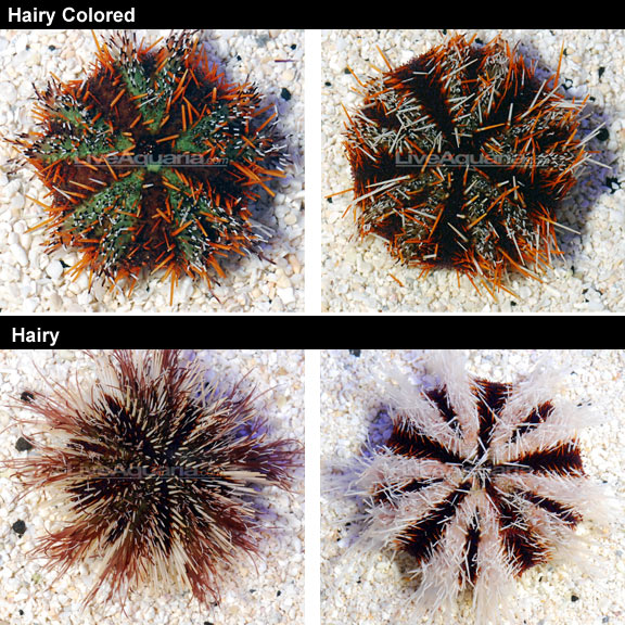 lg-79323-pincushion-urchin.jpg