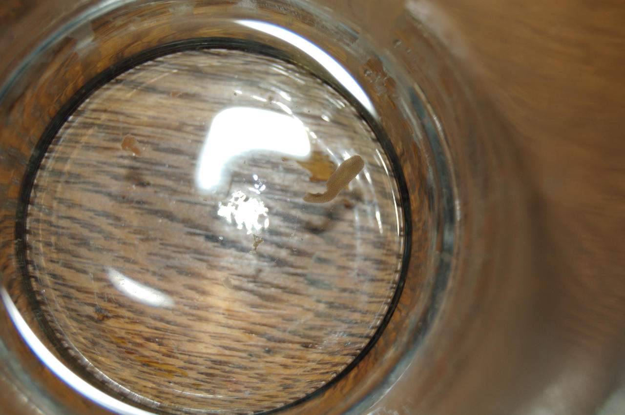 flatworm01_by_Logzor.jpg