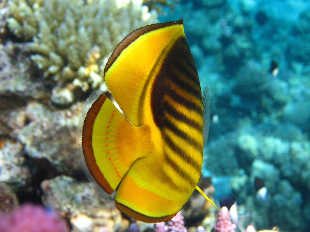 chaetodon-fasciatus-tail.jpg