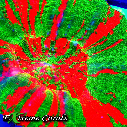 e-12-20-12-2.jpg
