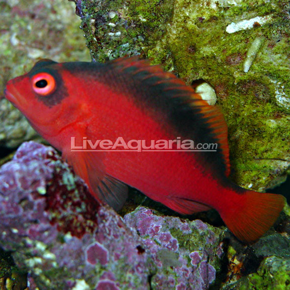 lg-24020-flame-hawkfish.jpg