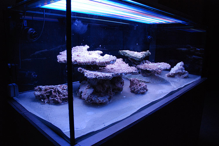 aquascape2.jpg