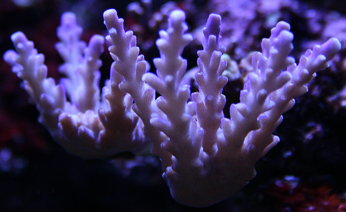 Purple Branching3 09122009.JPG