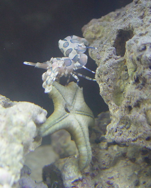 8harlequinstarfish-vi.jpg