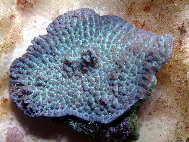 sps1.jpg