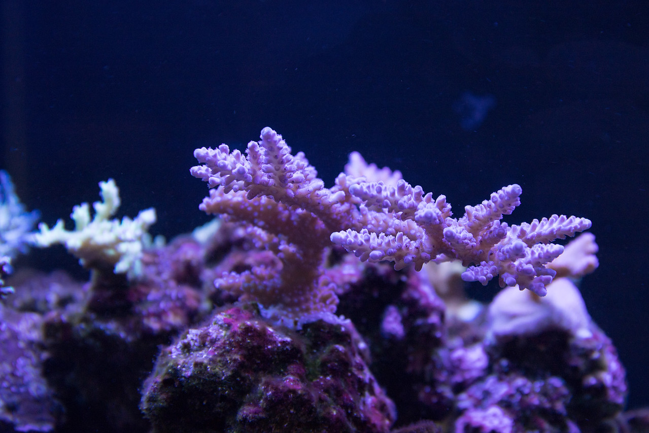 20170325-Aquarium-004-X2.jpg