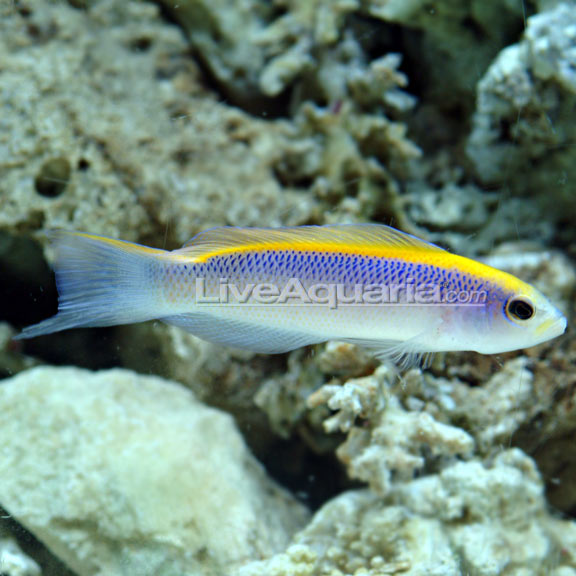 lg-90004-pseudochromis.jpg