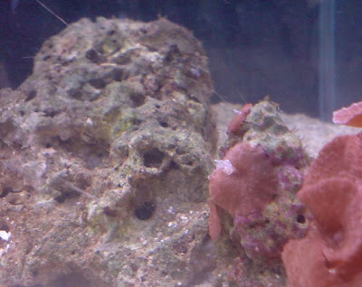 coral+strange+thing.JPG