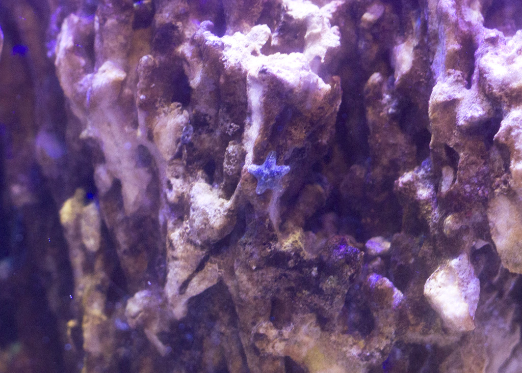 blue_starfish.jpg