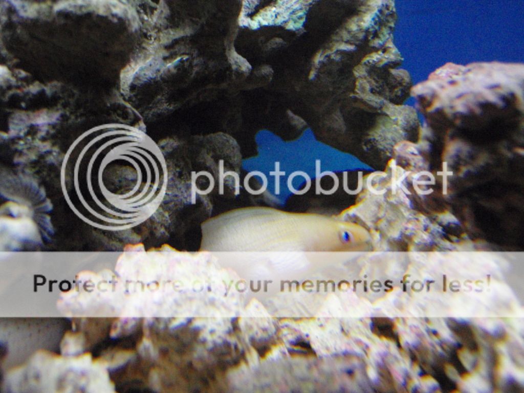 Aquariumvacationmarch2012013.jpg