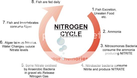 NitrogenCycle.jpg