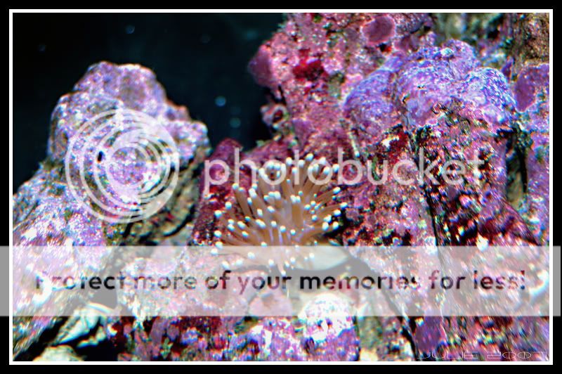 Anemone.jpg