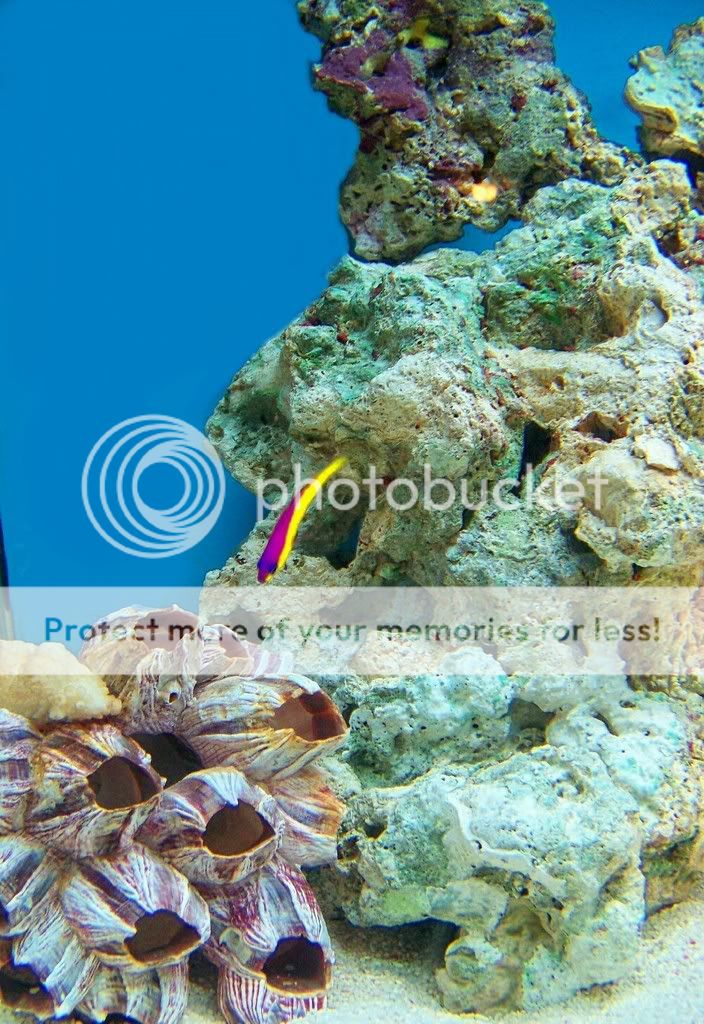 pseudochromis21-13.jpg