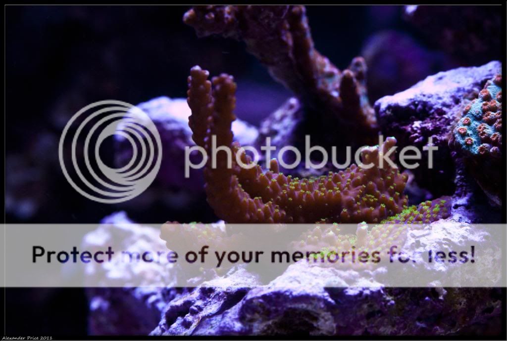 20111228_coral_purple.jpg