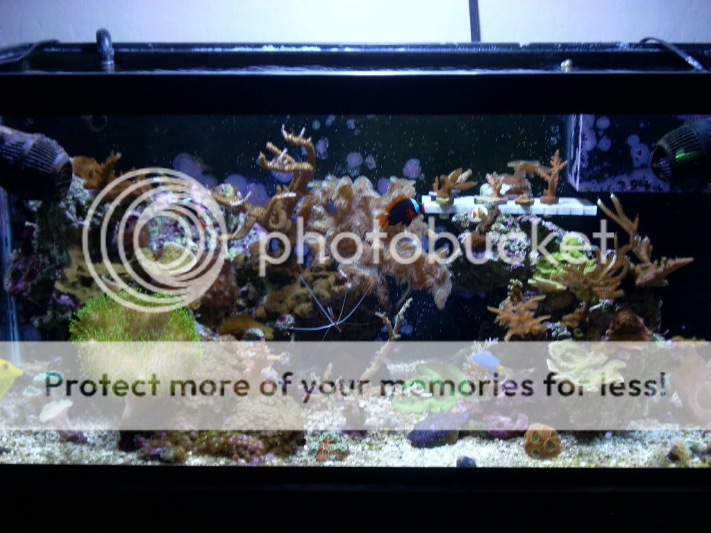 corals8-11008.jpg