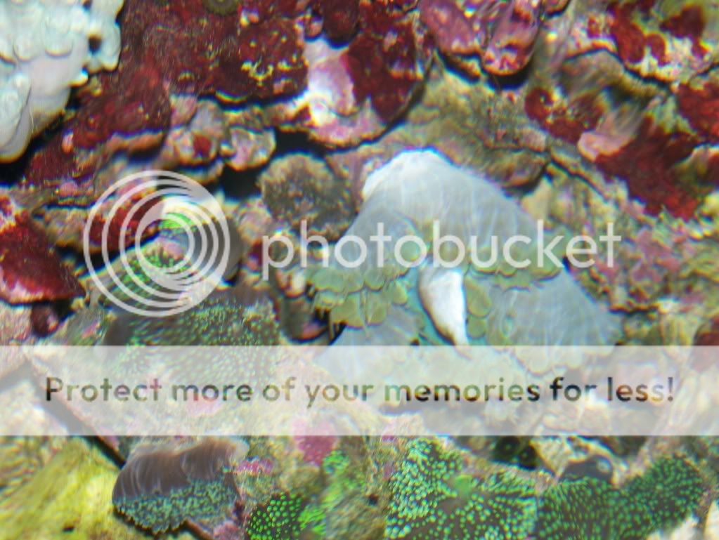 Bubbleeatingchromis003.jpg