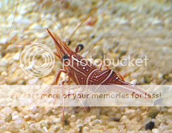 peppermint-shrimp.jpg