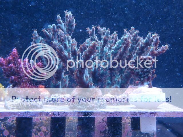 CoralPictures010.jpg