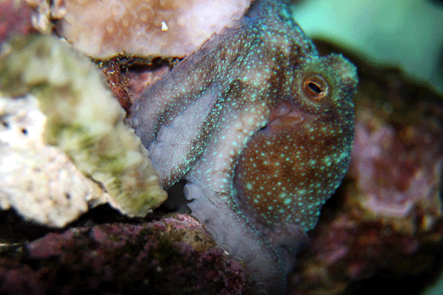 Octopus2.gif