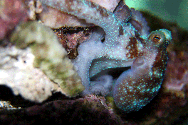 Octopus4.gif