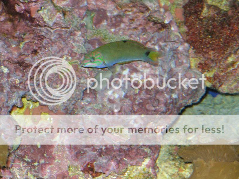fishpics026.jpg
