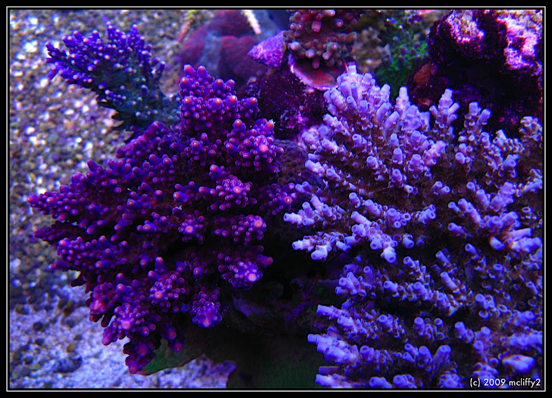 IMG_2704%20-%202009-05-18%20at%2022-28-23.jpg