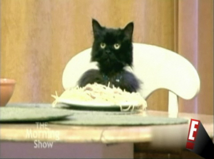 spaghetticat.jpg