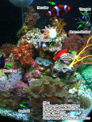 222967All_the_Fishies_Named-1.jpg