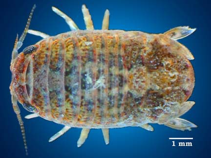 sphaeromatid%20isopod%2064688B%20dorsal%20copy.jpg