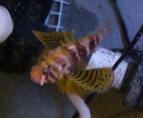 lionfish_fannedpecs-sm1.jpg