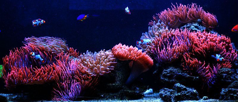 marvinsreef-110g-clownfish-and-anemone-tank-pic1-jpg-5752d1353007893